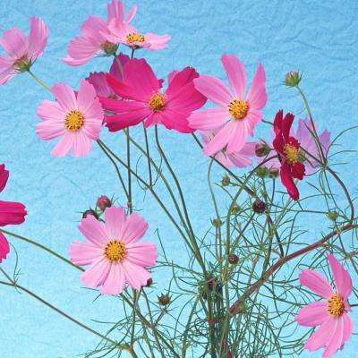 龙吟沙城手机版(暂未上线)v1.0.1 安卓版