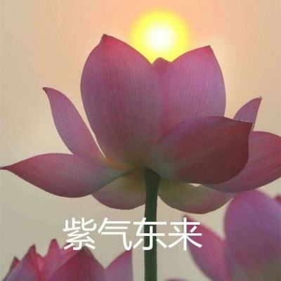 修女和光无法触及的森林手游下载